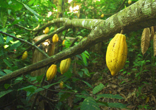 cacao